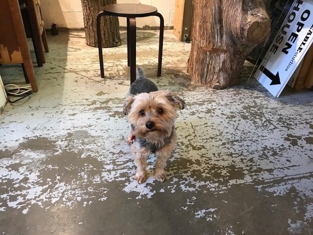 This is Nisse, our studio's mascot! When he is not asleep he will try and get everyone's attention to play. He hides his toy for us to go find and OH YES and he won't stop barking until you find it!!!